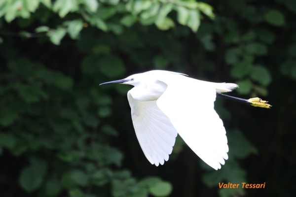 Egretta garzetta